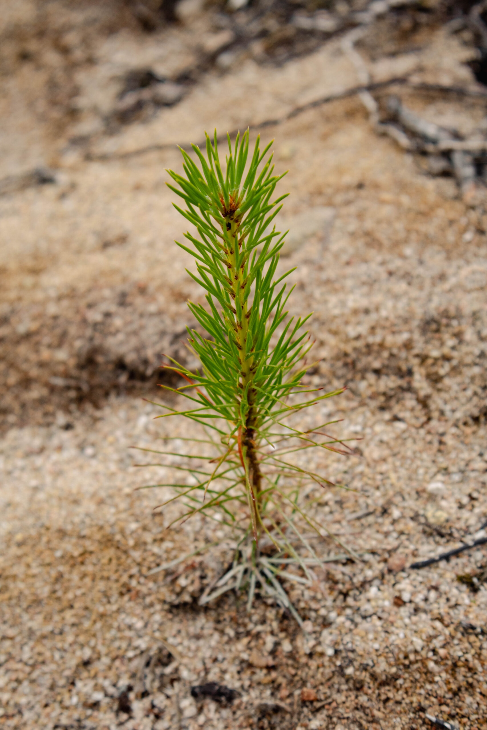 Liten tallplanta som växer i sandig mark